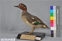 藏品(小水鴨)的圖片